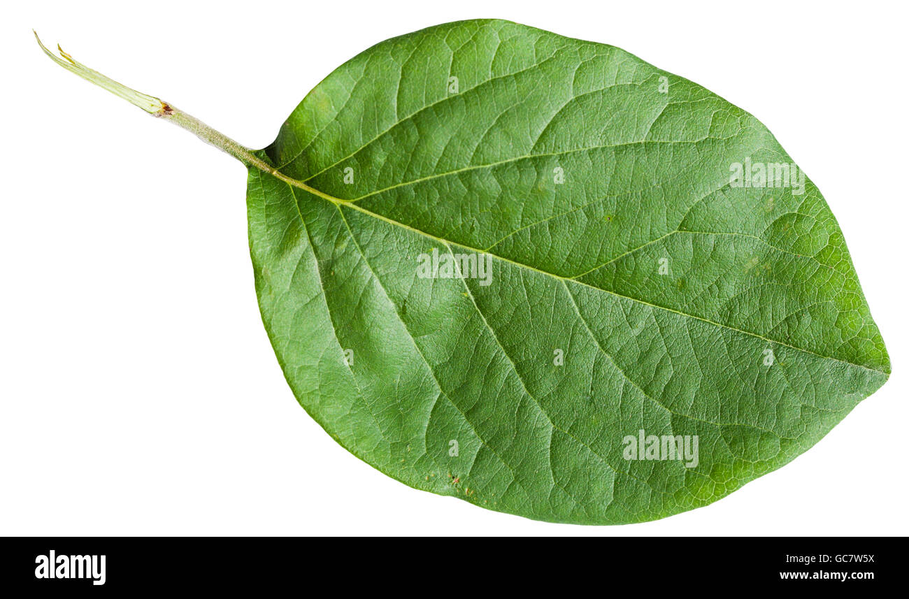 green leaf of Quince tree (Cydonia oblonga) isolated on white background Stock Photo