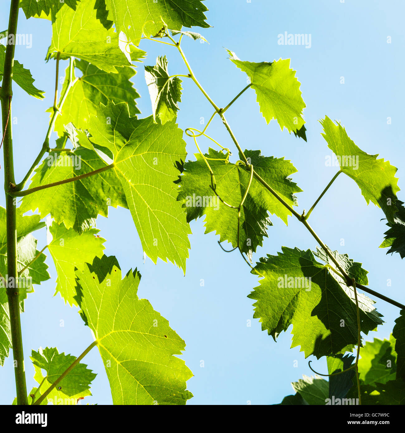green leaves of grape and blue sky background in sunny day Stock Photo ...