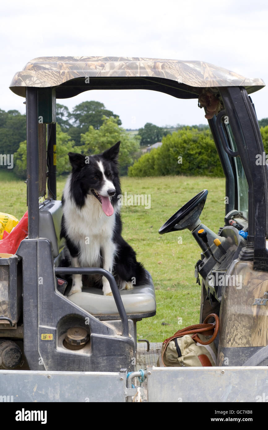 Black & white coated Border Collie sitting in a farm buggy Stock Photo