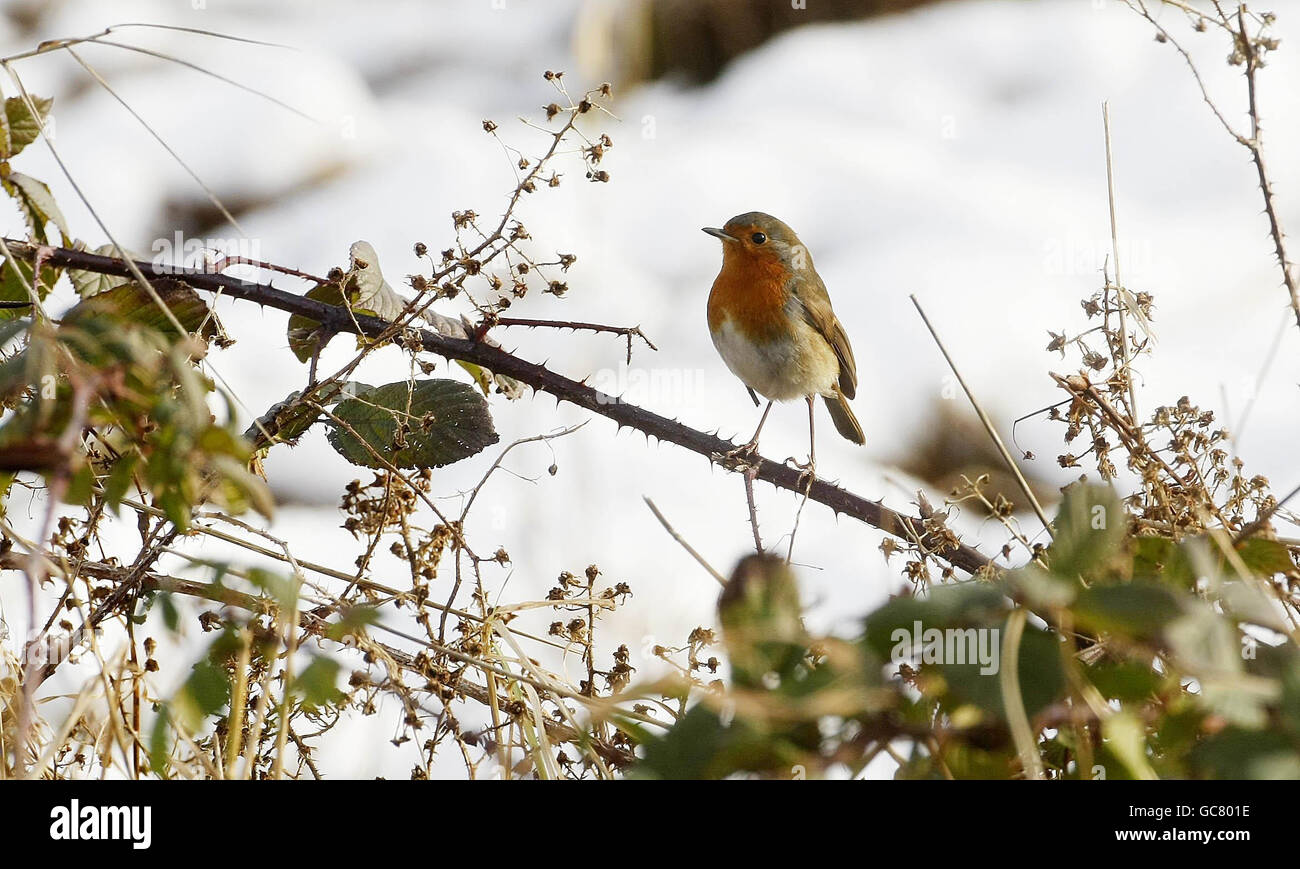 Weather in Ireland Winter Patterns Revealed
