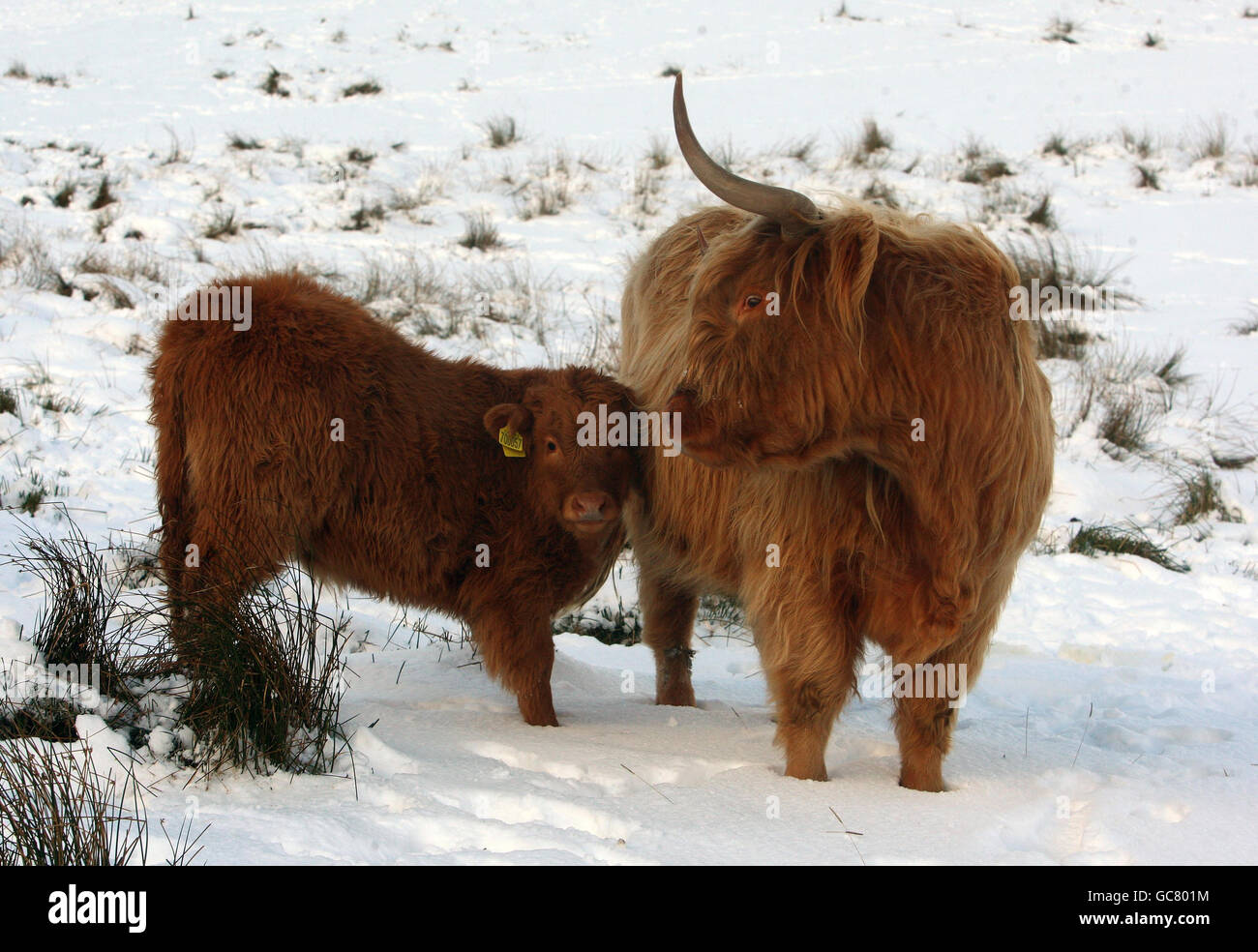 A highland cow and its young calve at feeding time in Craigannet Farm on the snow covered hills of the Carron Valley, Central Scotland. Stock Photo