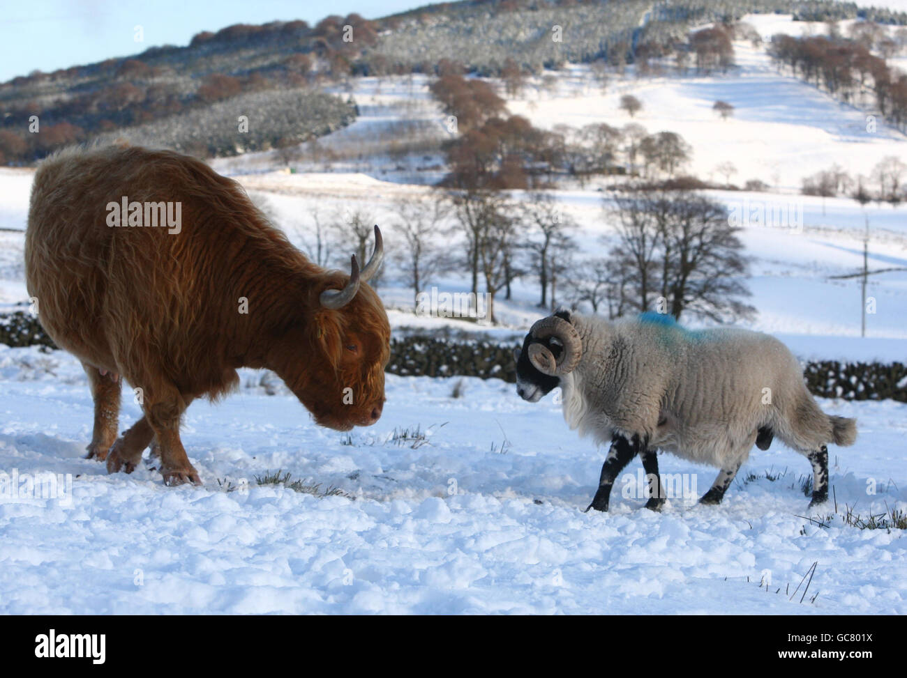 A highland cow squares up to a black face sheep at feeding time in Craigannet Farm on the snow covered hills of the Carron Valley, Central Scotland. Stock Photo