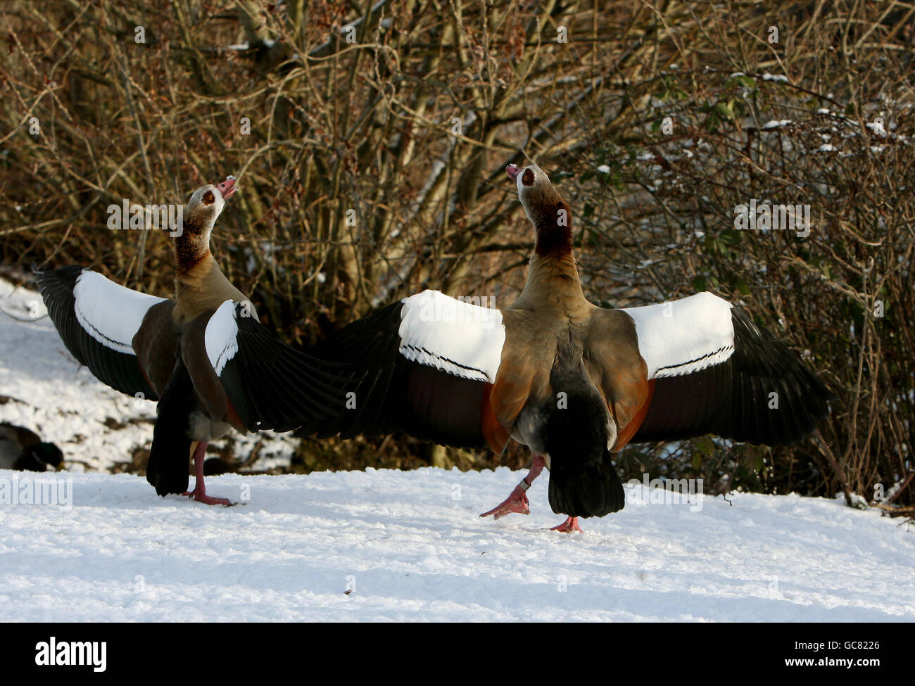 Birds in the snow at Attenborough nature reserve, Nottingham as the cold snap continues in the UK. Stock Photo
