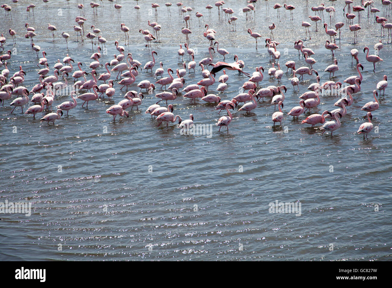 Flock of Flamingos in Walvis Bay Lagoon in Namibia Stock Photo