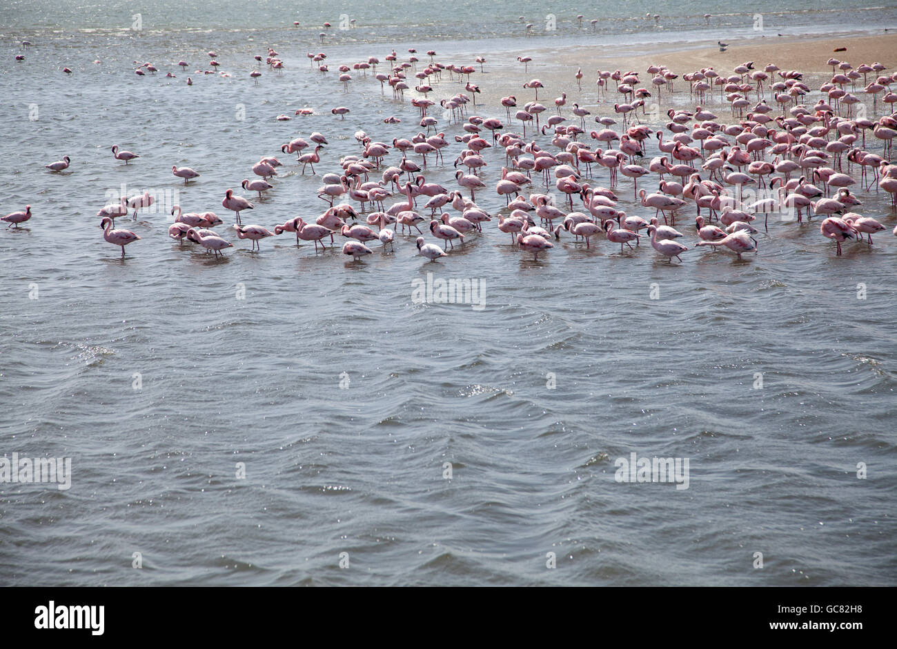 Flock of Flamingos in Walvis Bay Lagoon in Namibia Stock Photo