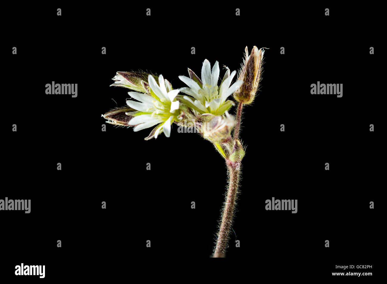 Common mouse ear Cerastium fontanum, a stem with both flowering heads and closed buds on a black background, Isles of Scilly Stock Photo