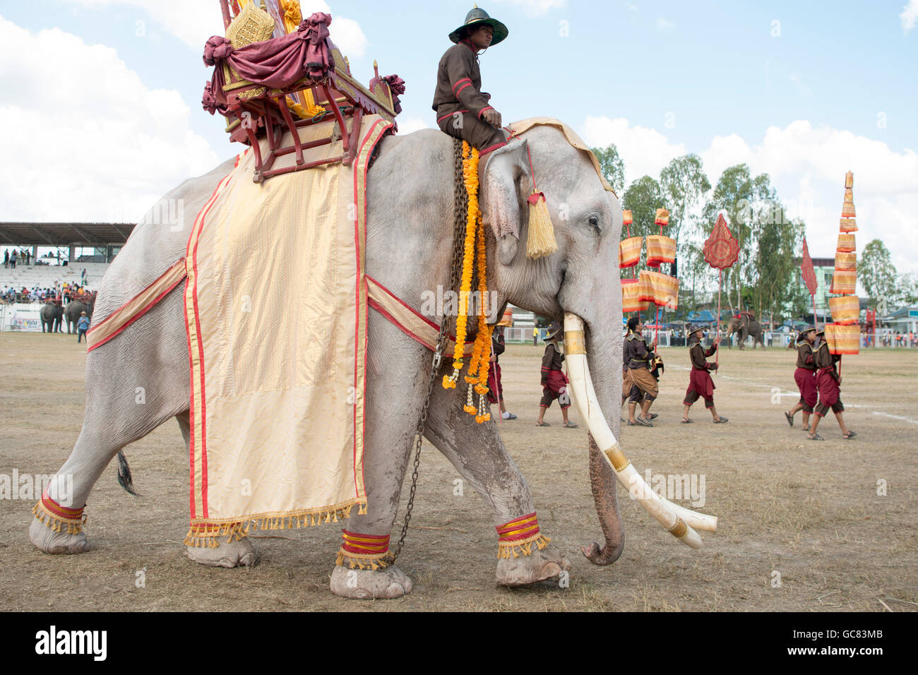 one of the few White Elephant at the Elephant Round-up Festival in the city  of Surin in Northeastern Thailand in Southeastasia Stock Photo - Alamy