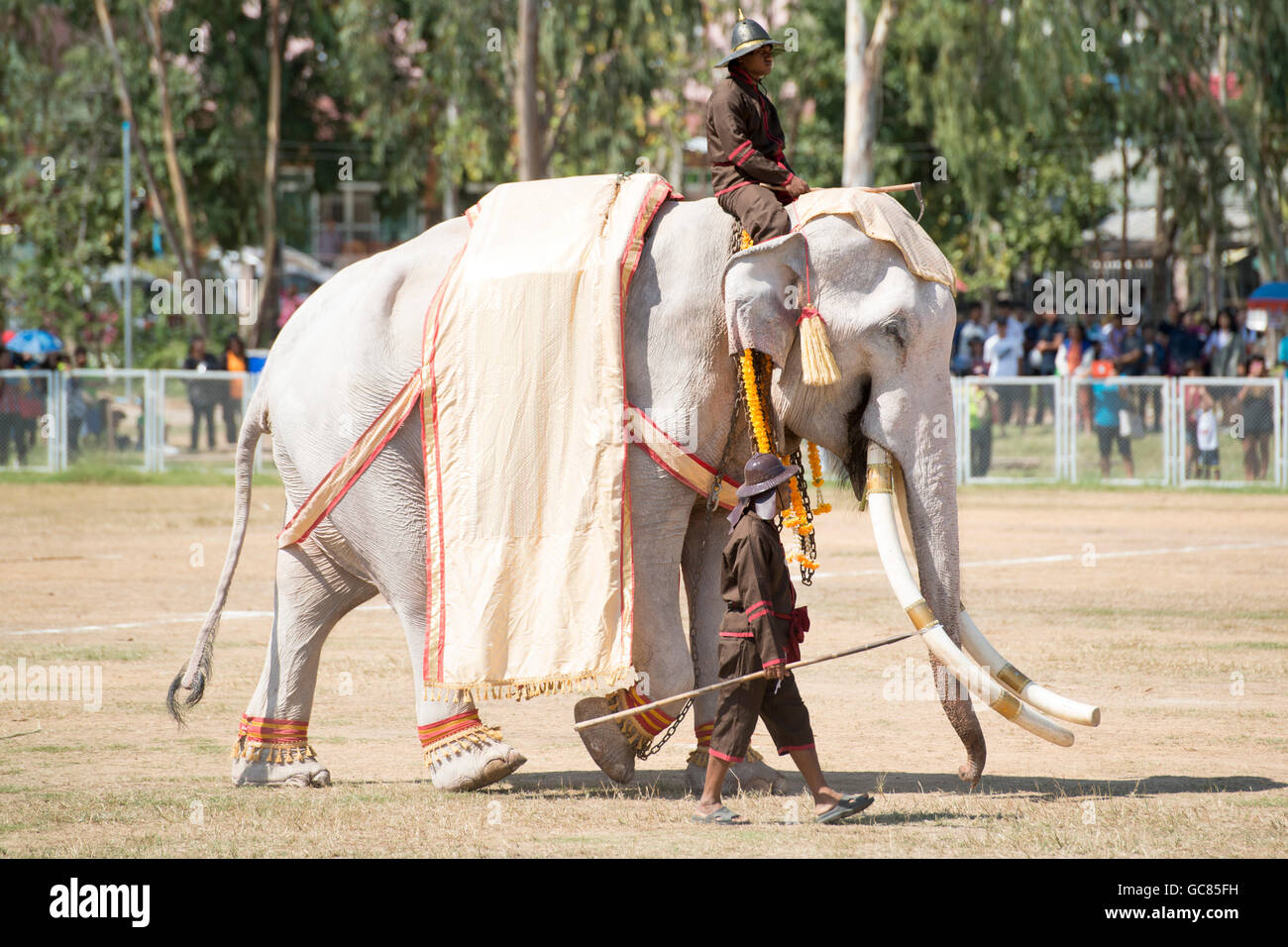 one of the few White Elephant at the Elephant Round-up Festival in the city  of Surin in Northeastern Thailand in Southeastasia Stock Photo - Alamy