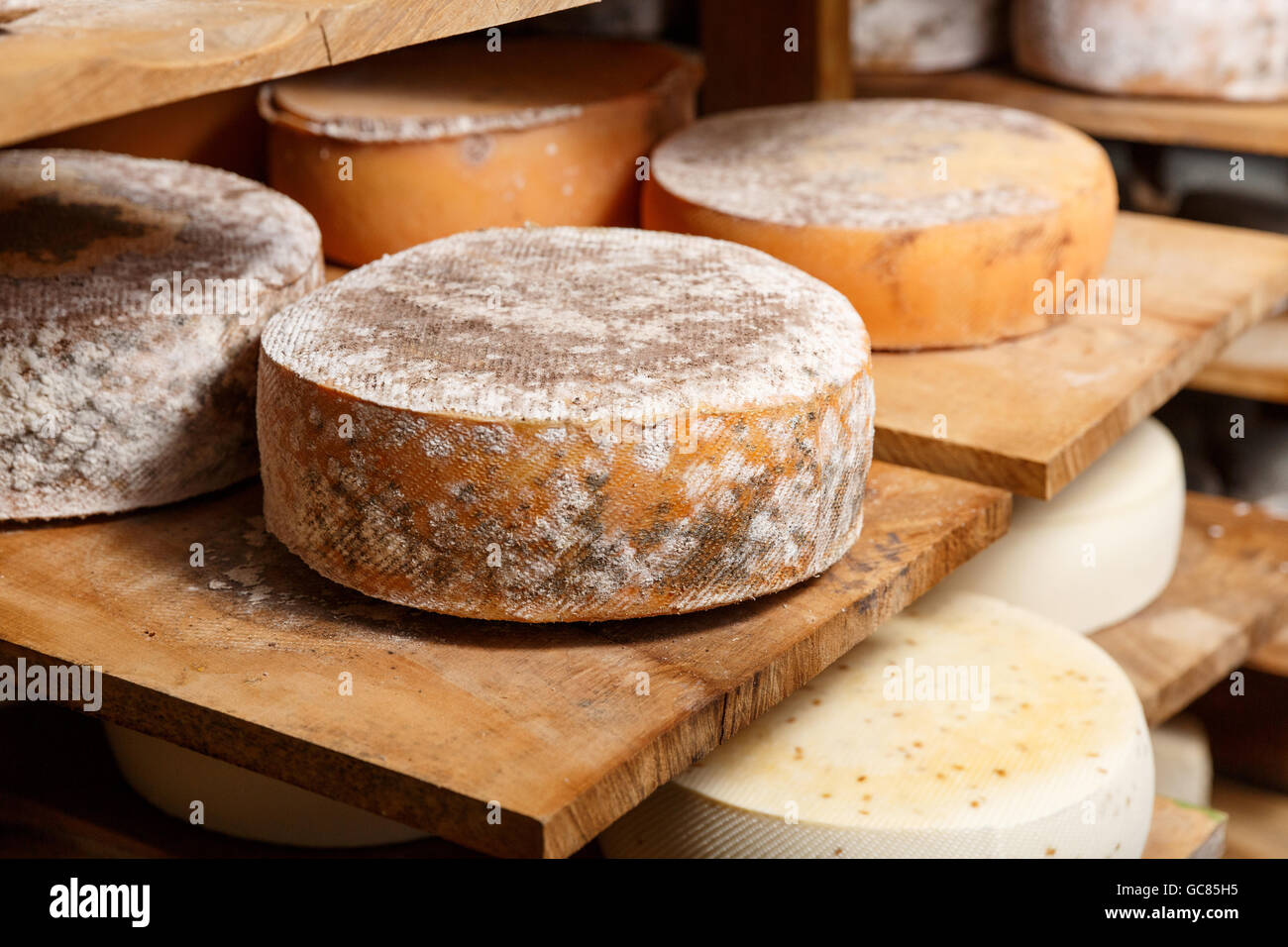 Big yellow goat cheese heads on a wooden shelf in a cellar in a private farm. Cheese manufacture Stock Photo