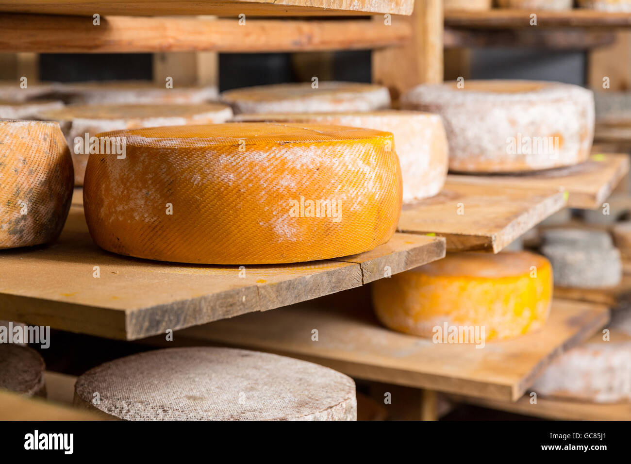 Big yellow goat cheese heads on a wooden shelf in a cellar in a private farm. Cheese manufacture Stock Photo