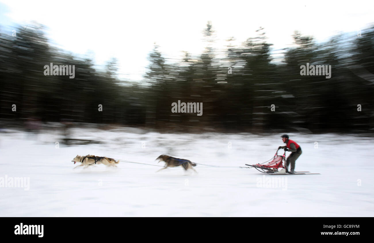 Siberian Huskies race in the snow at the Husky Club of Great Britain Rally at Sherwood Pines, Nottinghamshire Stock Photo