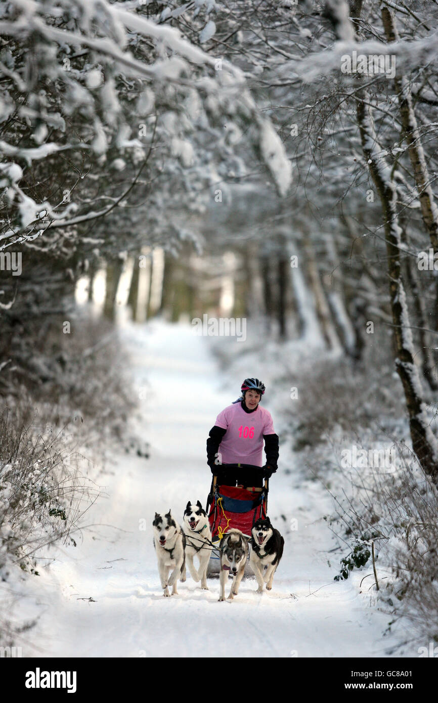 Siberian Huskies race in the snow at the Husky Club of Great Britain Rally at Sherwood Pines, Nottinghamshire Stock Photo