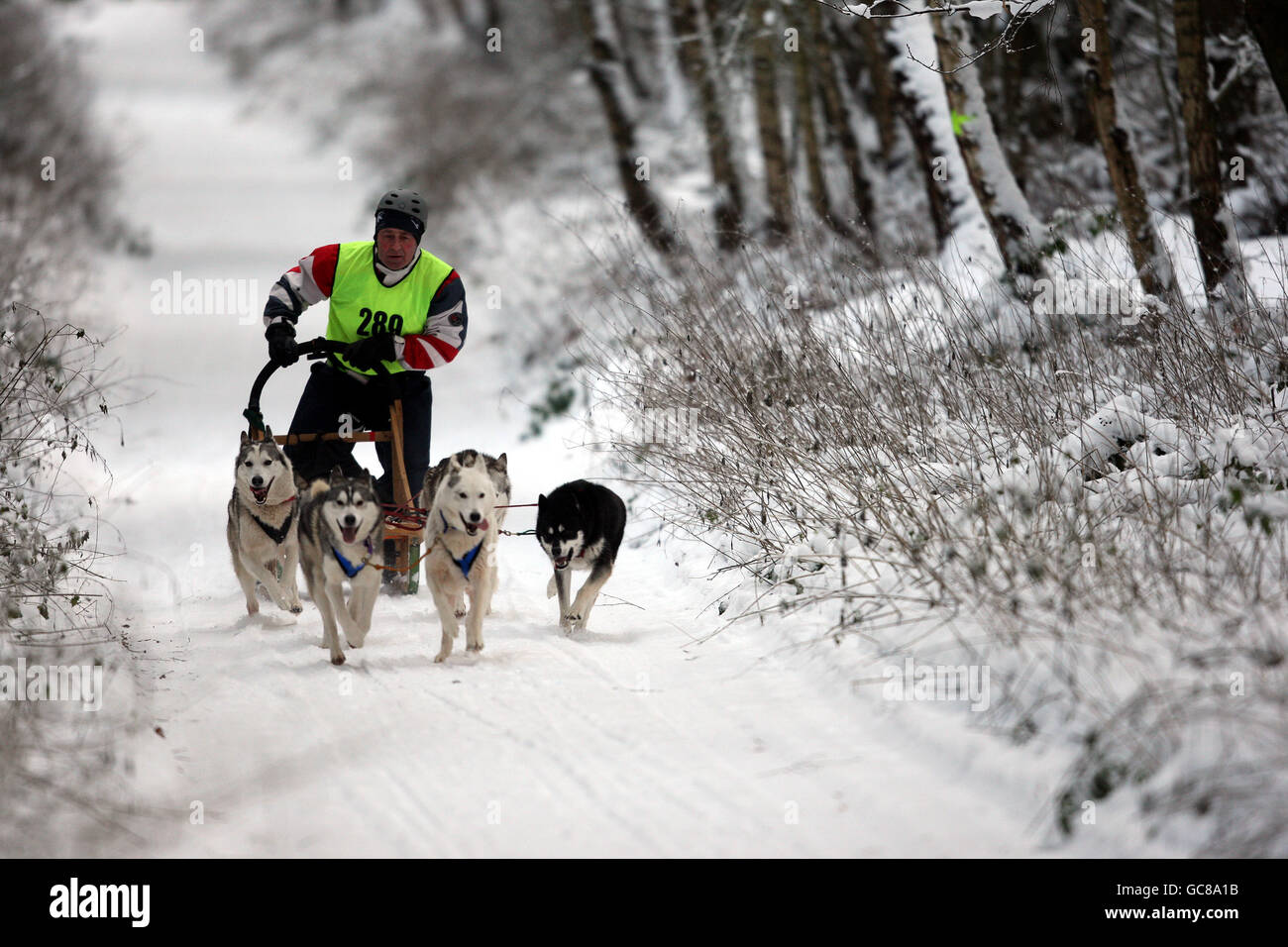 Siberian Husky Racing - Sherwood Pines Rally, Nottinghamshire. Siberian Huskies race in the snow at the Husky Club of Great Britain Rally at Sherwood Pines, Nottinghamshire Stock Photo