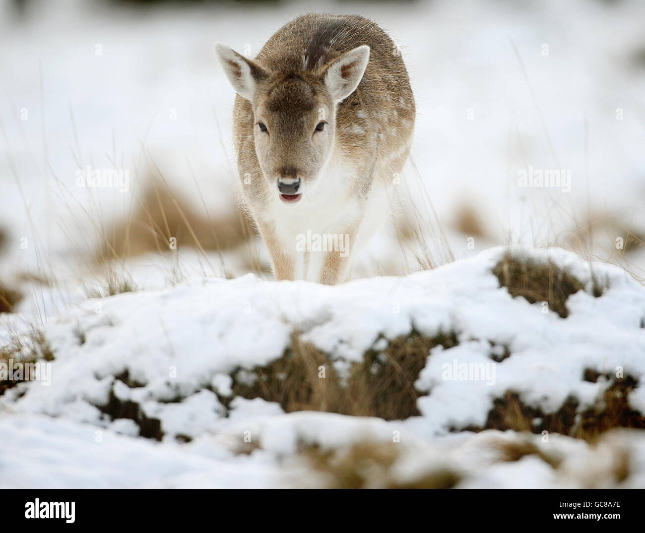 A deer looks for food in the snow in Richmond Park, Surrey, as cold weather continues to affect