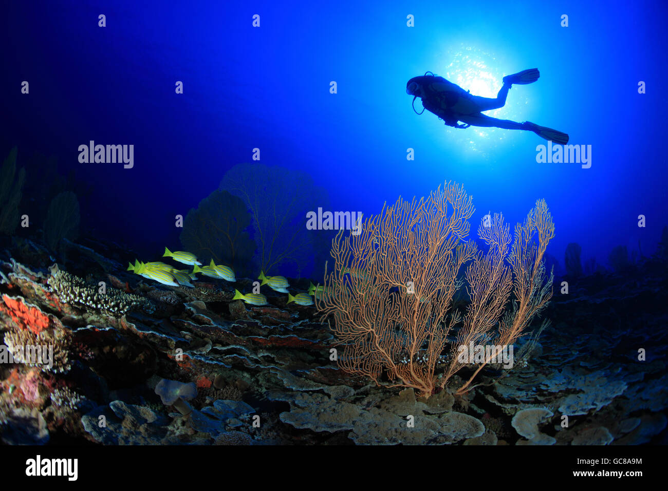Scuba diver explores tropical coral reef Stock Photo
