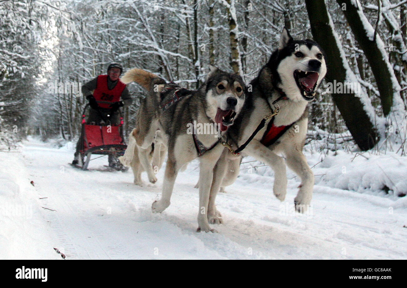 Siberian Husky Racing - Sherwood Pines Rally, Nottinghamshire Stock Photo