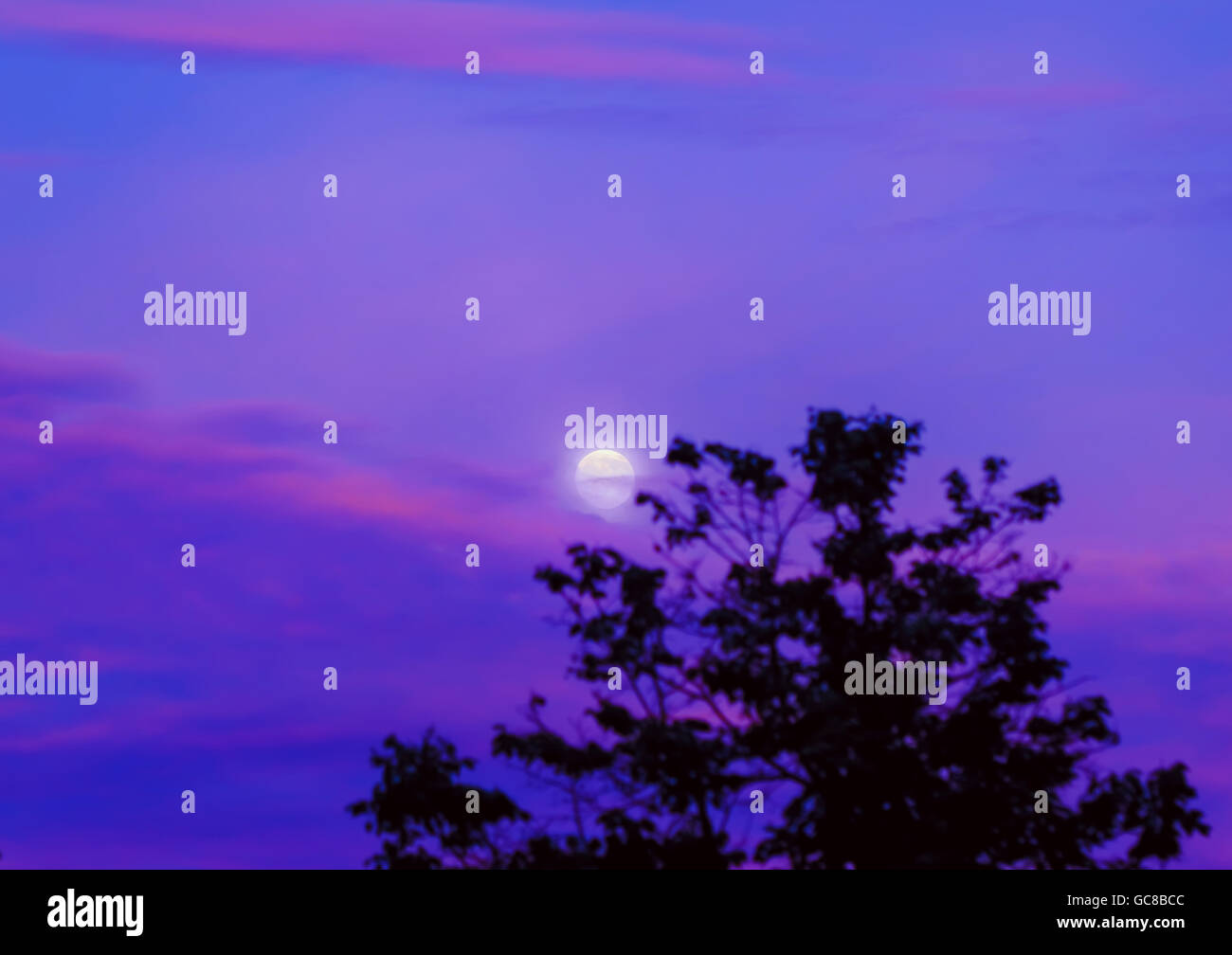 Tender moon in haze of purple sunset summer sky Stock Photo