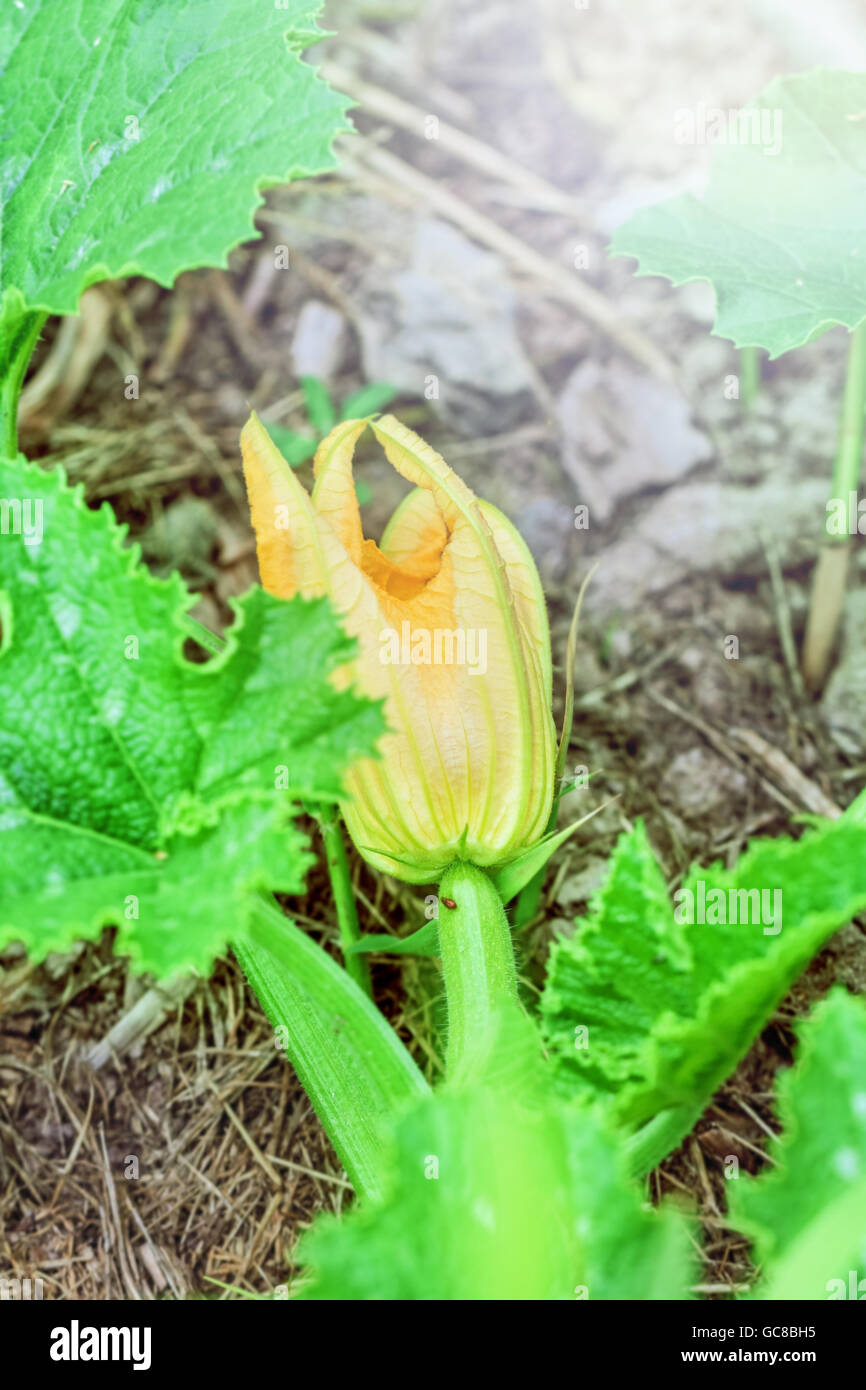 Nice yellow blooming flower of zucchini at spring Stock Photo