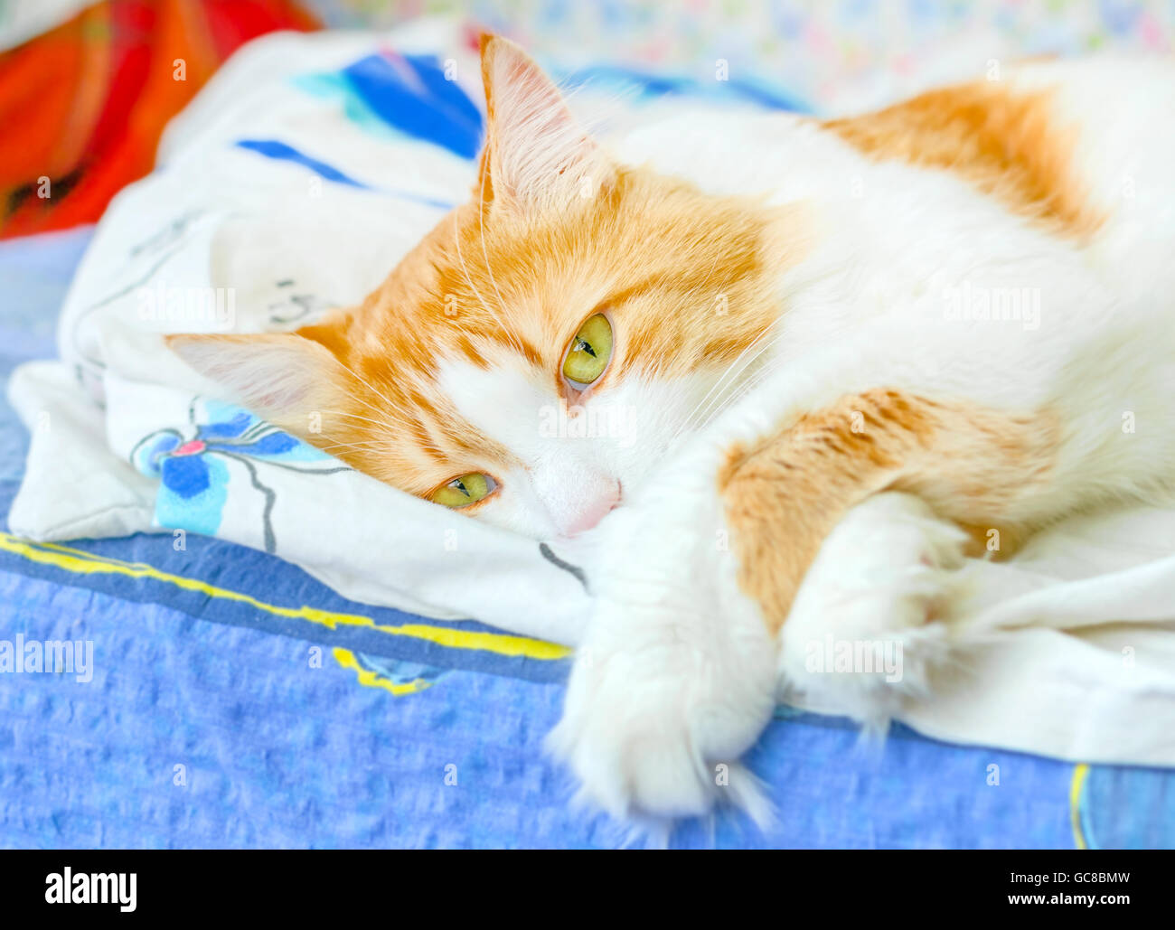 Nice adult red cat in bliss in bed Stock Photo