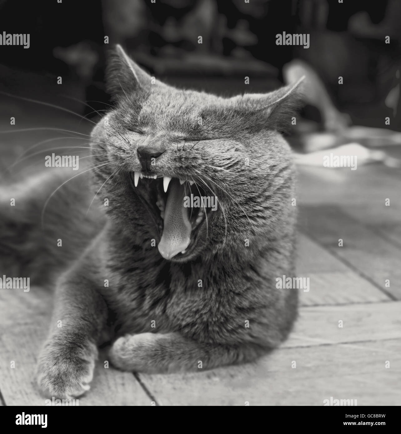 Nice adult yawning grey cat at home in black and white Stock Photo