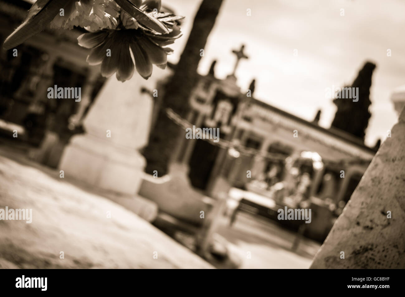 a flower in a cemetery Stock Photo