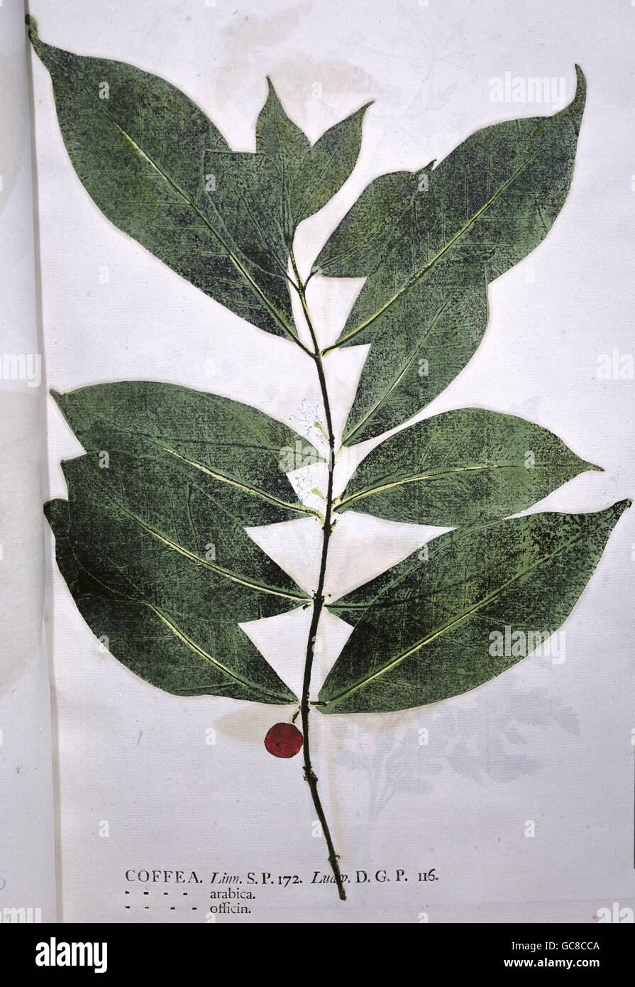 botany, Coffea, Arabica coffee (Coffea arabica), twig, from 'Botanik in Originali', by Johannes Hieronymus Kniphof, Halle, Germany, 1734 - 1757, Gutenberg Museum, Mainz, Additional-Rights-Clearences-Not Available Stock Photo