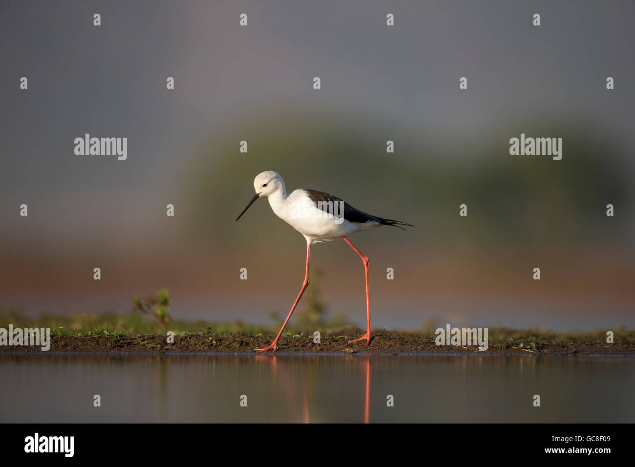 Black-winged stilt Himantopus himantopus at the edge of a lagoon showing distinct long red legs and thin black bill Stock Photo