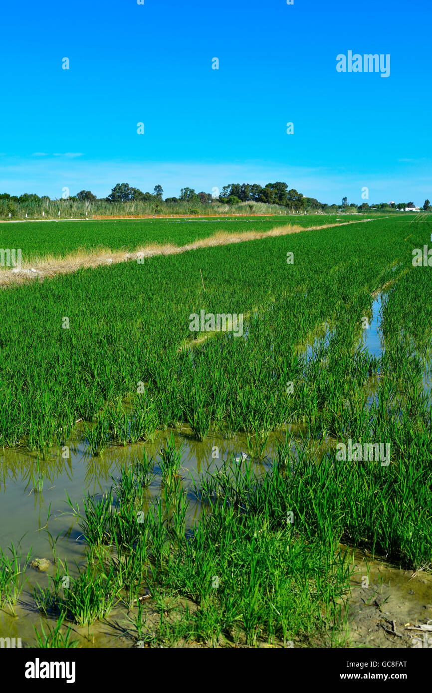 view of a paddy field in the Albufera in Valencia, Spain Stock Photo