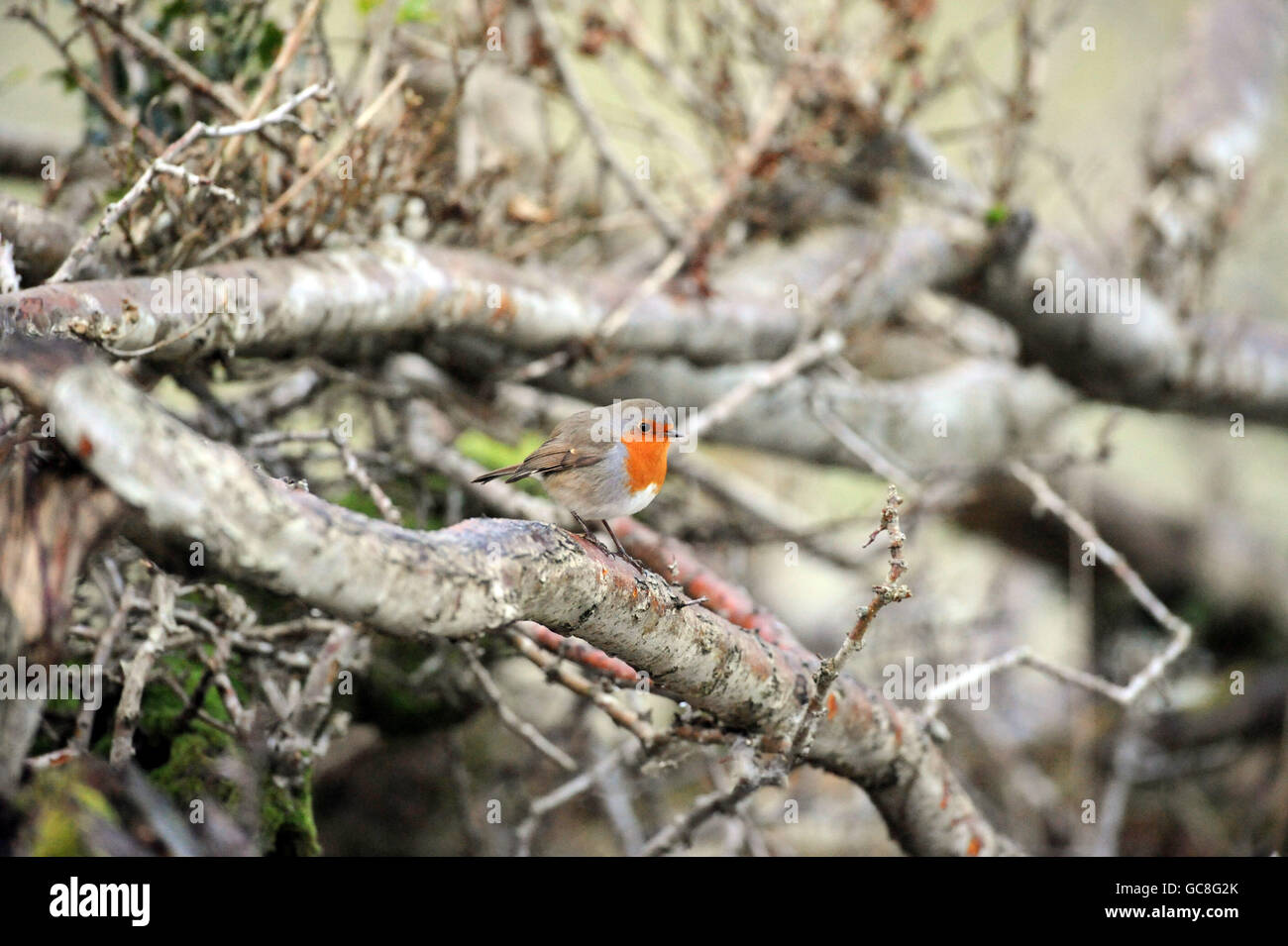 Winter weather. Robin on a branch at Trimsaran, Wales. Stock Photo