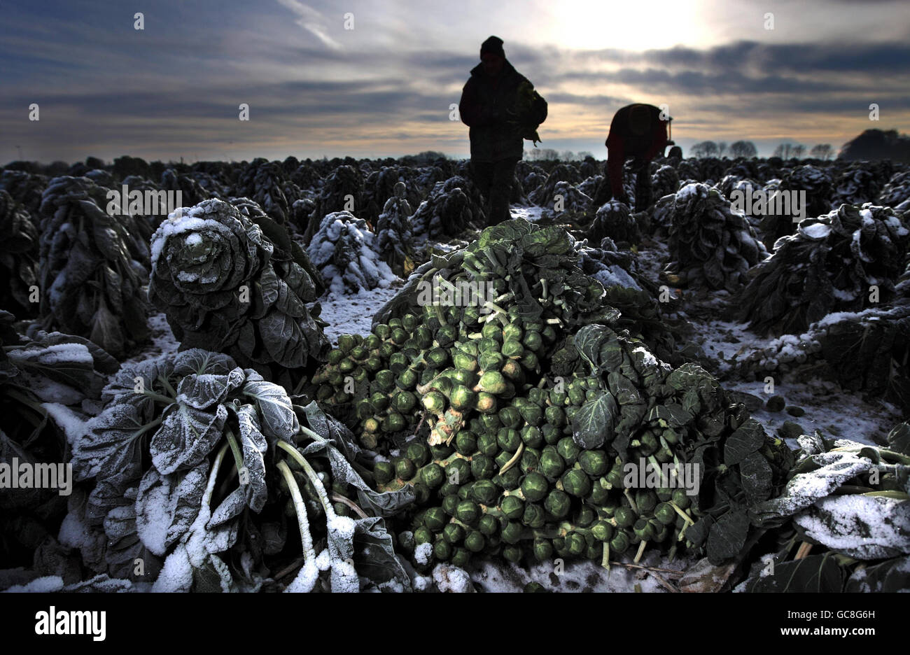 Mike Parry and Adam Walters work in the sprout fields at Essington, near Wolverhampton, as the shortage of sprouts due to the winter weather continues. Stock Photo