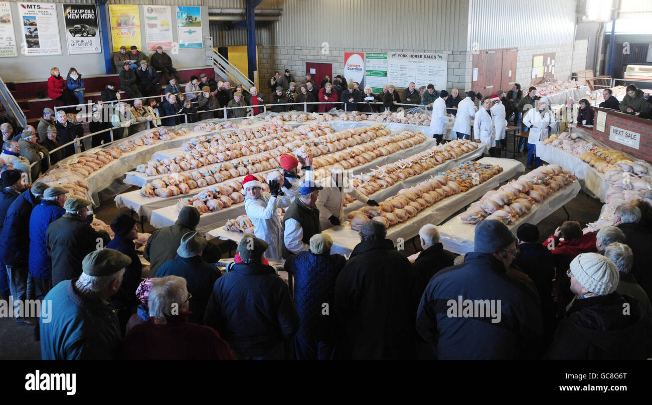 The annual fresh poultry auction gets underway at York Auction Centre