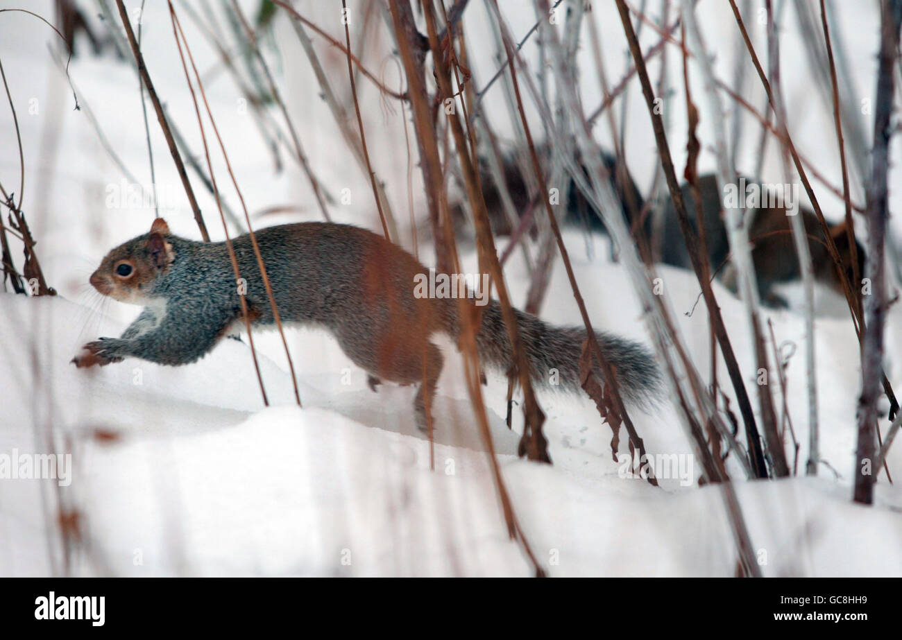 Squirrels foraging for food in a snow covered Edinburgh. Stock Photo