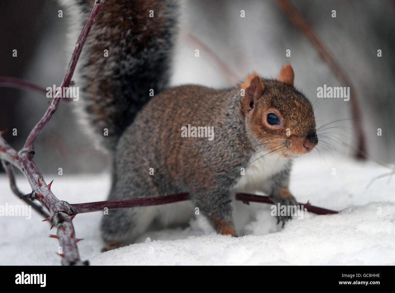 Squirrels foraging for food in a snow covered Edinburgh. Stock Photo