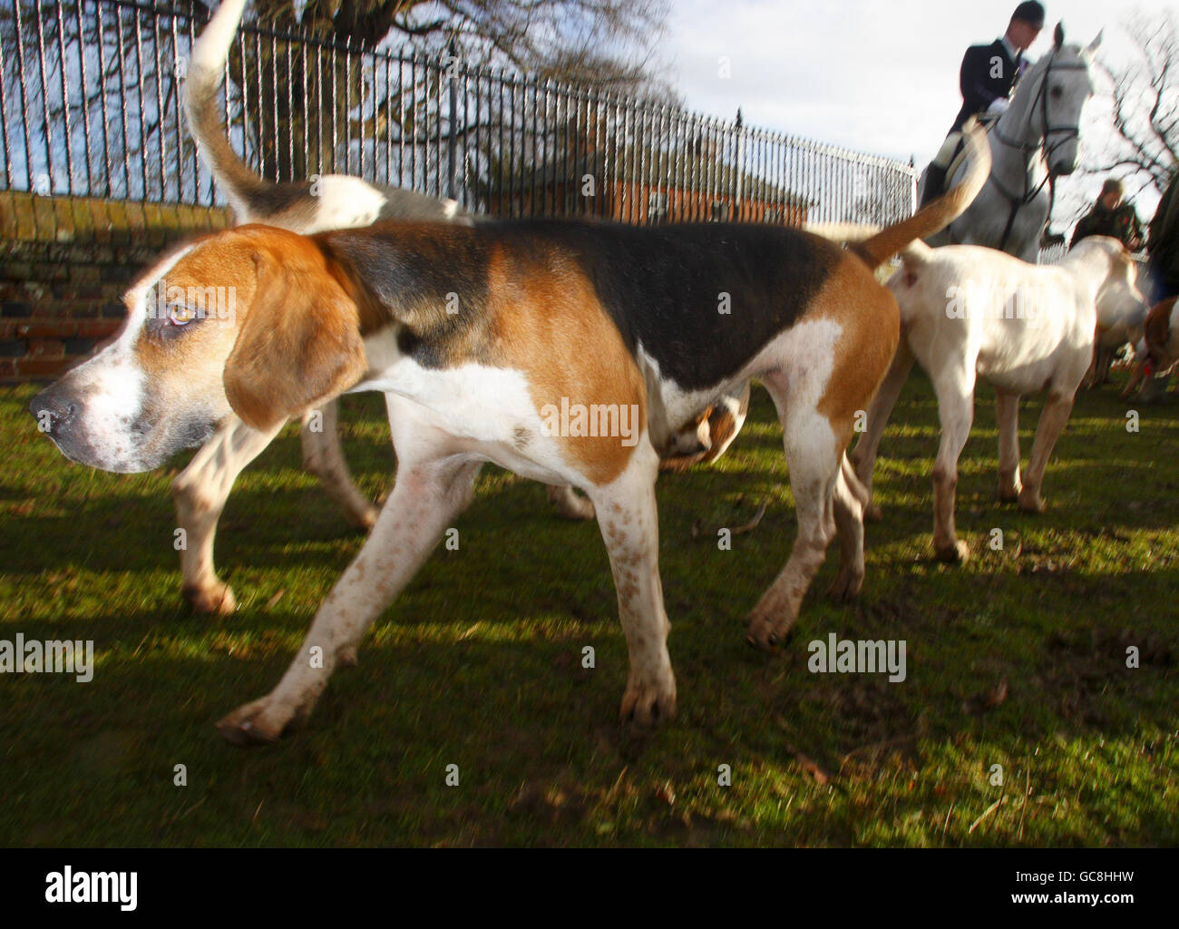 Members of the Chiddingfold, Leconfield and Cowdray Hunt gather for the