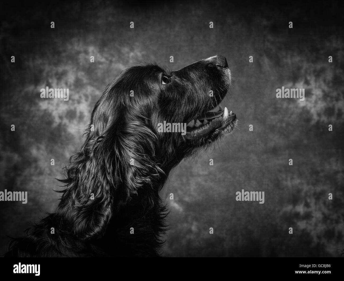 Black cocker Black and White Stock Photos & Images - Alamy