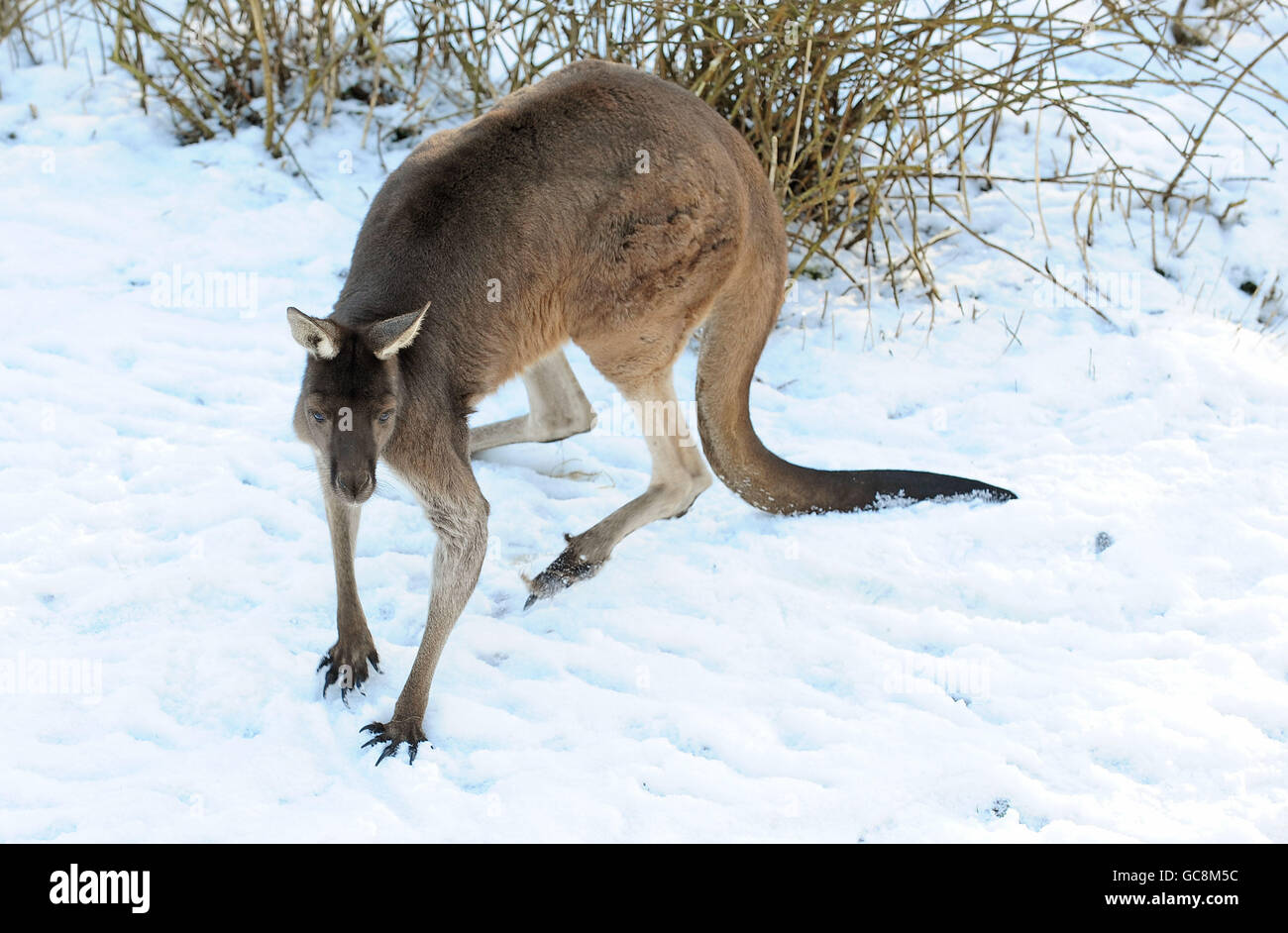 A kangaroo sits in the snow inside its enclosure at Flamingo Land Zoo