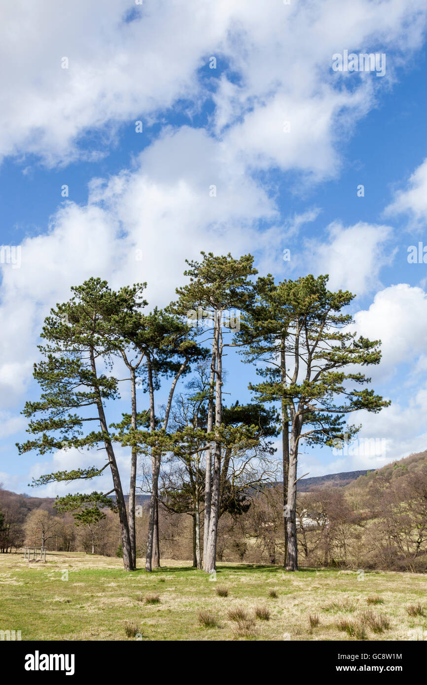 A copse of Scots Pine trees near Hathersage, Derbyshire, Peak District, England, UK Stock Photo