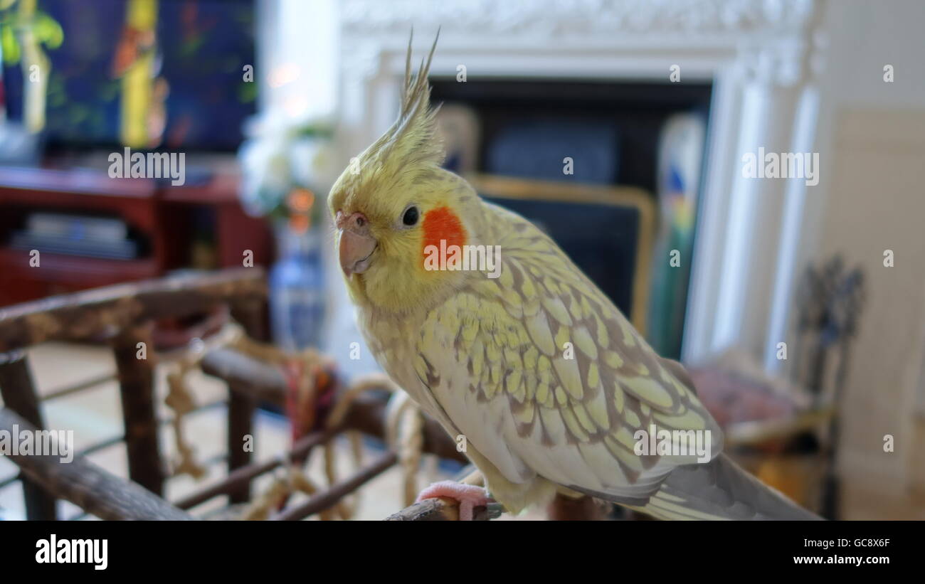 Cute cockatiel 2024