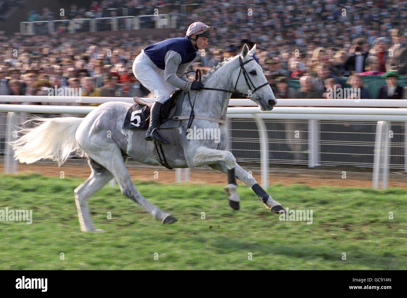 RACEHORSE, DESERT ORCHID Stock Photo Alamy