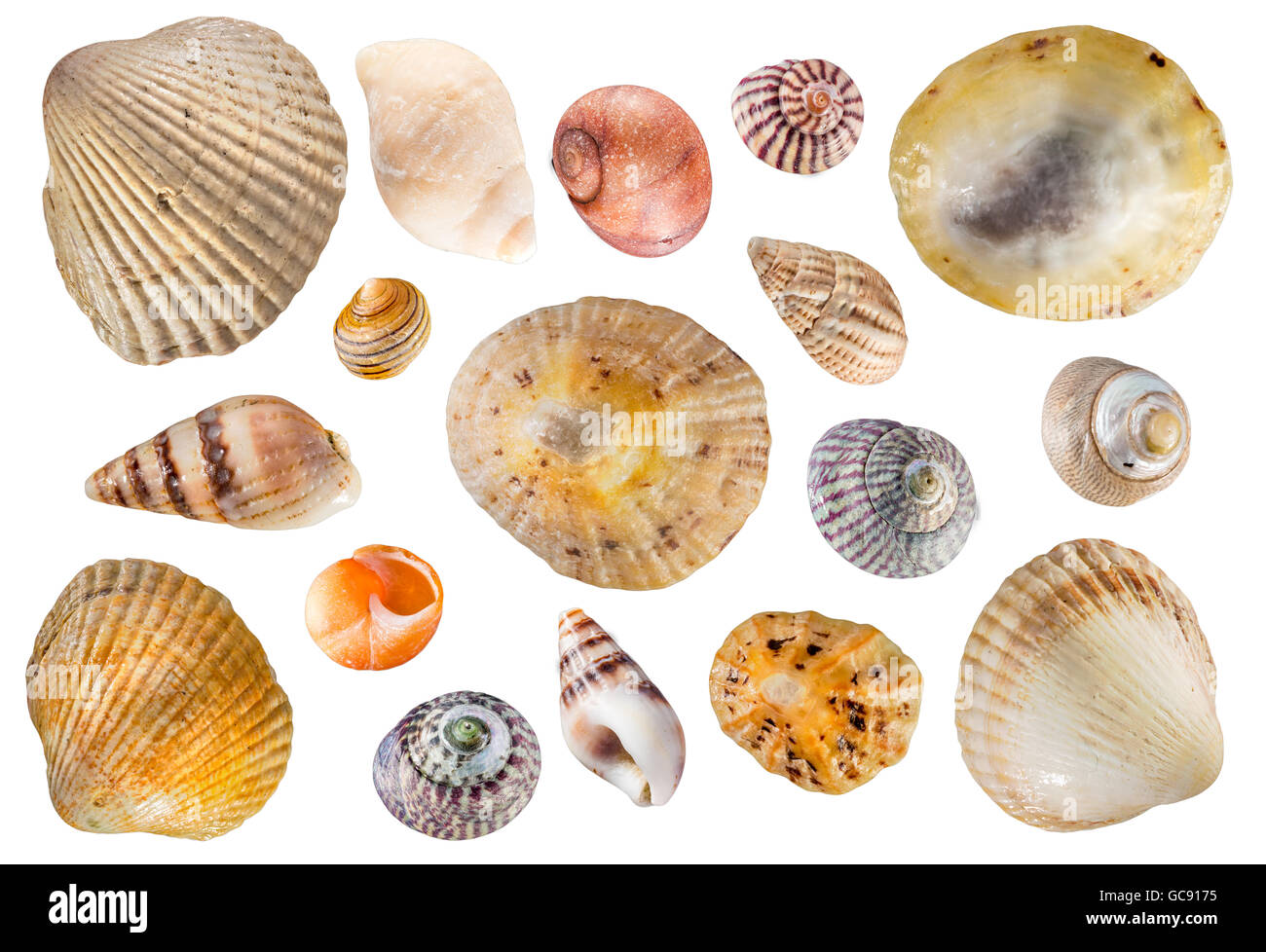 Composite image of shells on a white background, Isles of Scilly Stock Photo