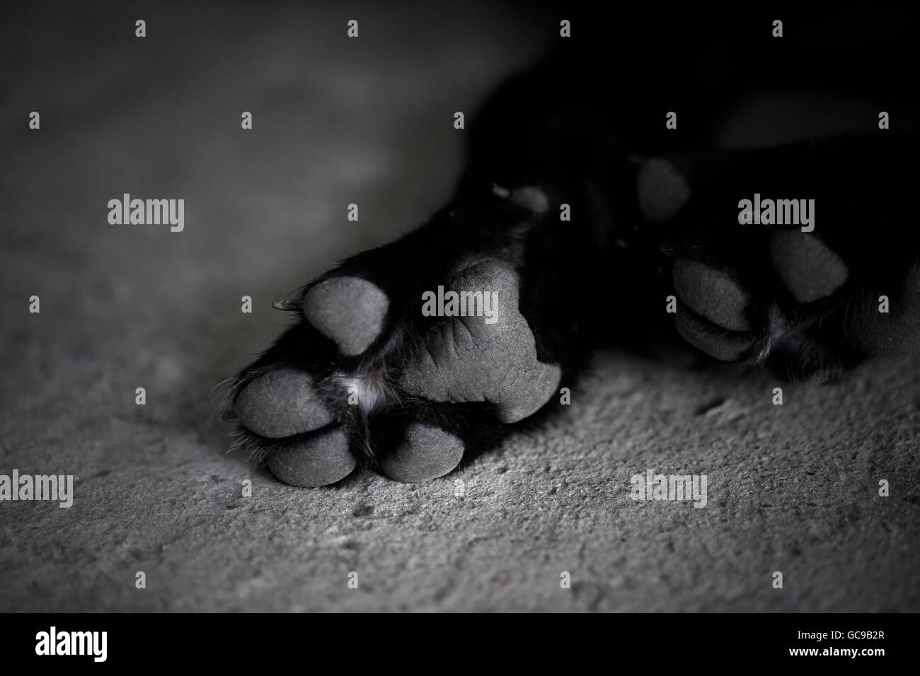 Black and white dog paw pads. Close-up view Stock Photo - Alamy