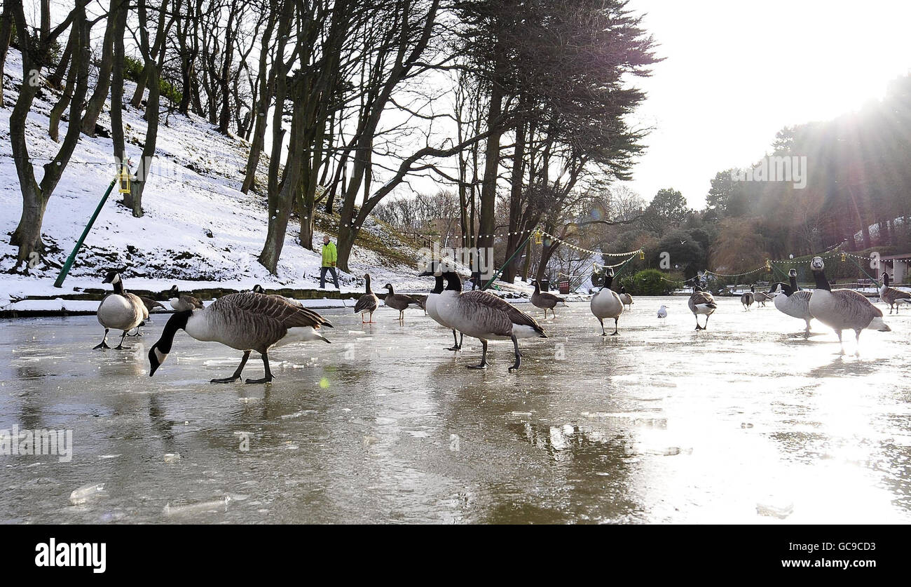 Winter weather Feb1st. Birds on a frozen pond in Scarborough. Stock Photo