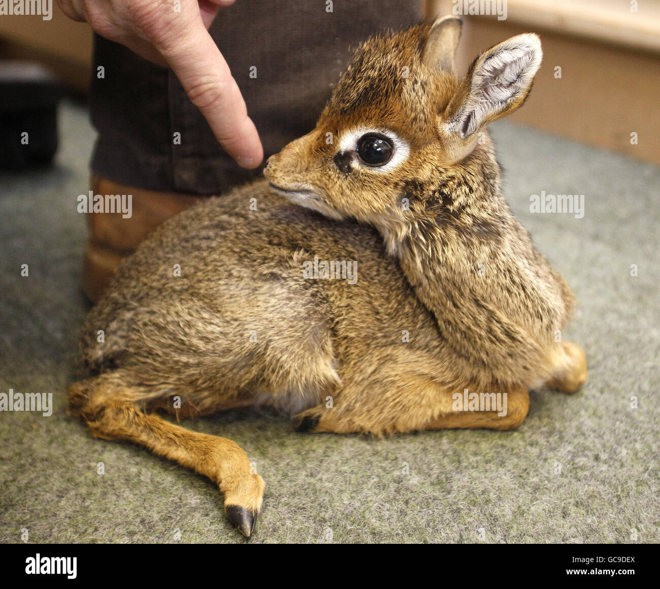 Curator of mammals at Chester Zoo, Tim Rowlands, with a baby dik dik antelope which is being hand reared after it was abandoned by its mother. Stock Photo
