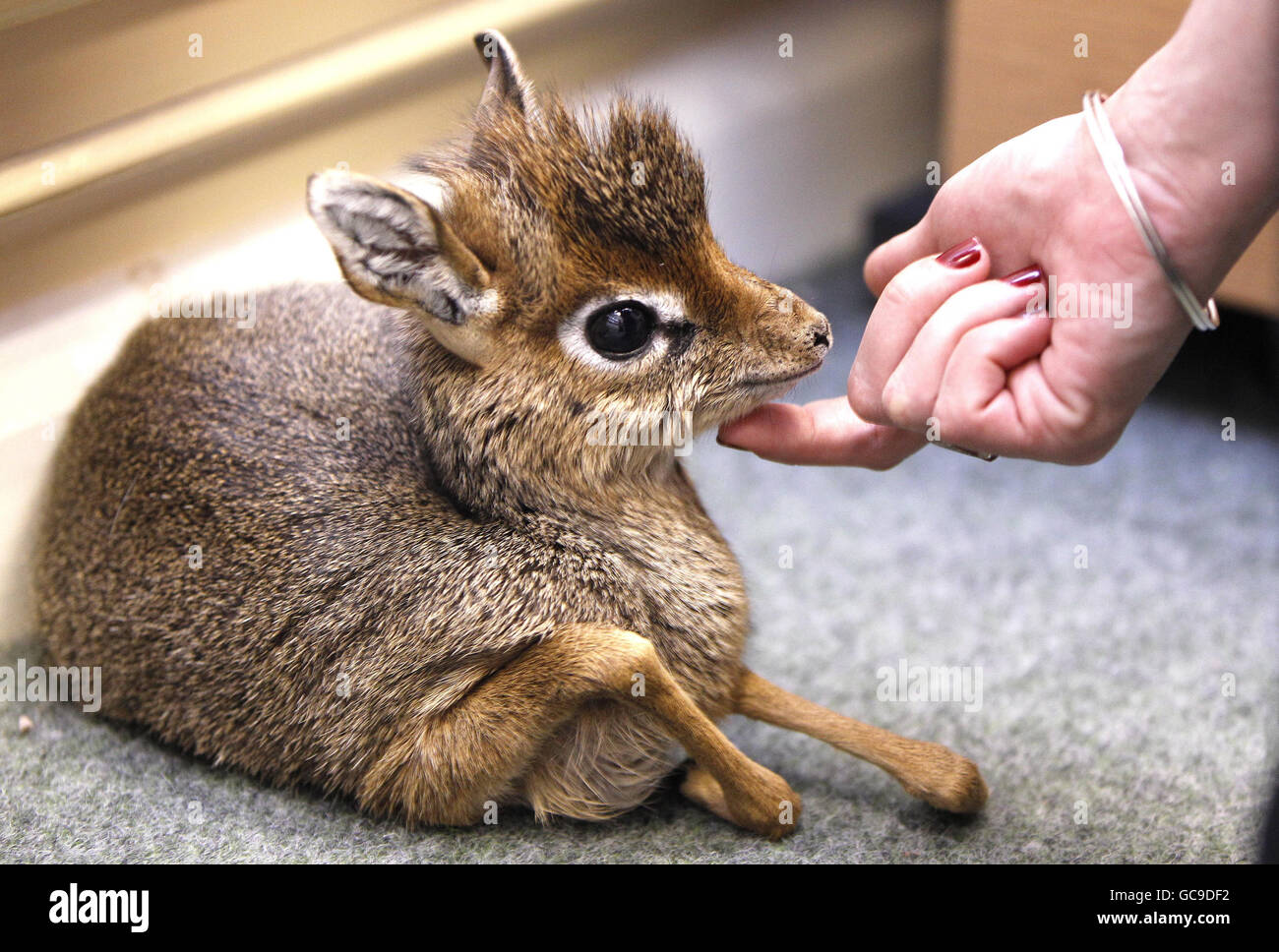 Curator of mammals at Chester Zoo, Tim Rowlands, with a baby dik dik antelope which is being hand reared after it was abandoned by its mother. Stock Photo