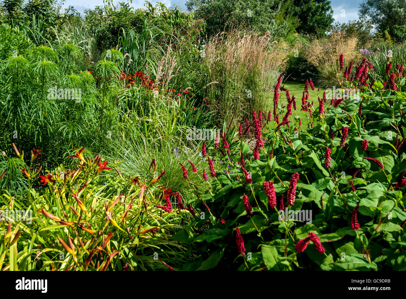 Marchant's Hardy Plants' gardens at Laughton, near Lewes. Stock Photo