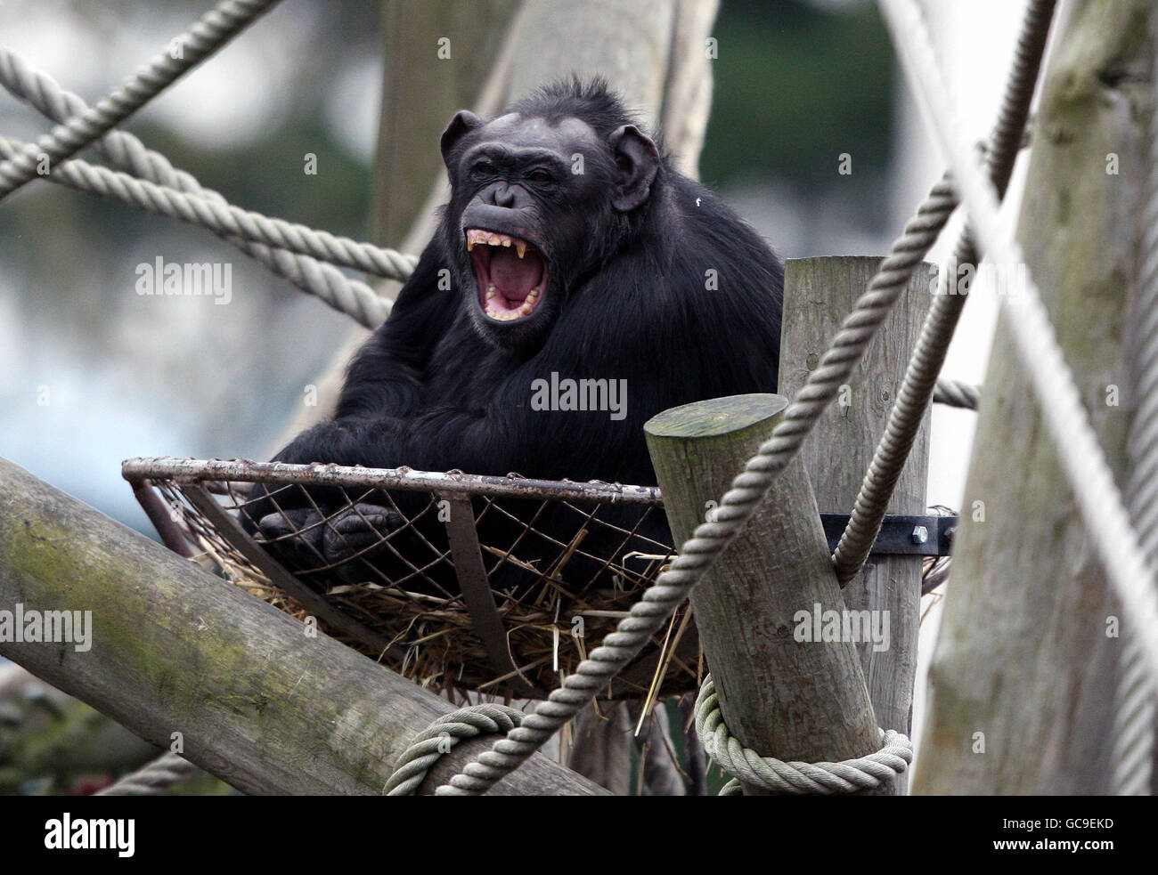 A chimpanzee at Edinburgh Zoo yawns during a photocall to highlight a special chimp-proof camera used to shoot video footage as part of a study by behavioural scientist Betsy Herrelko, from Stirling University. Stock Photo
