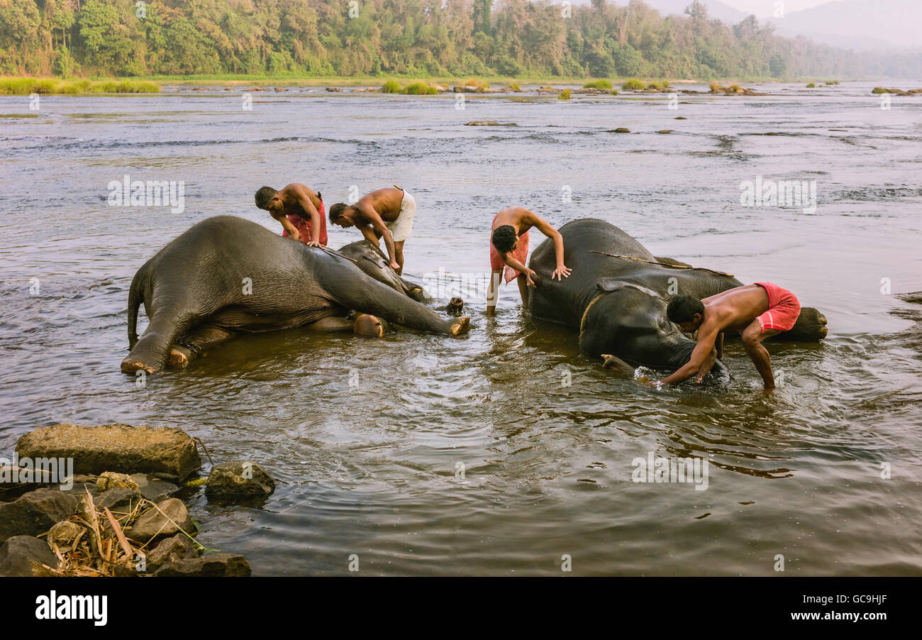 Trainers bathe young elephant in the Periyar river as part of training regimen at dawn. Stock Photo