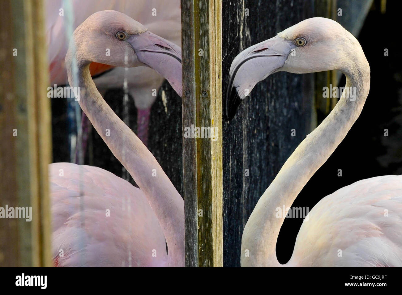 A juvenile greater flamingo is fascinated by his reflection in a mirror. These are used by WWT Slimbridge Wetland Centre, Gloucestershire to fool the flock into believing they are part of a far larger group to encourage breeding. Stock Photo