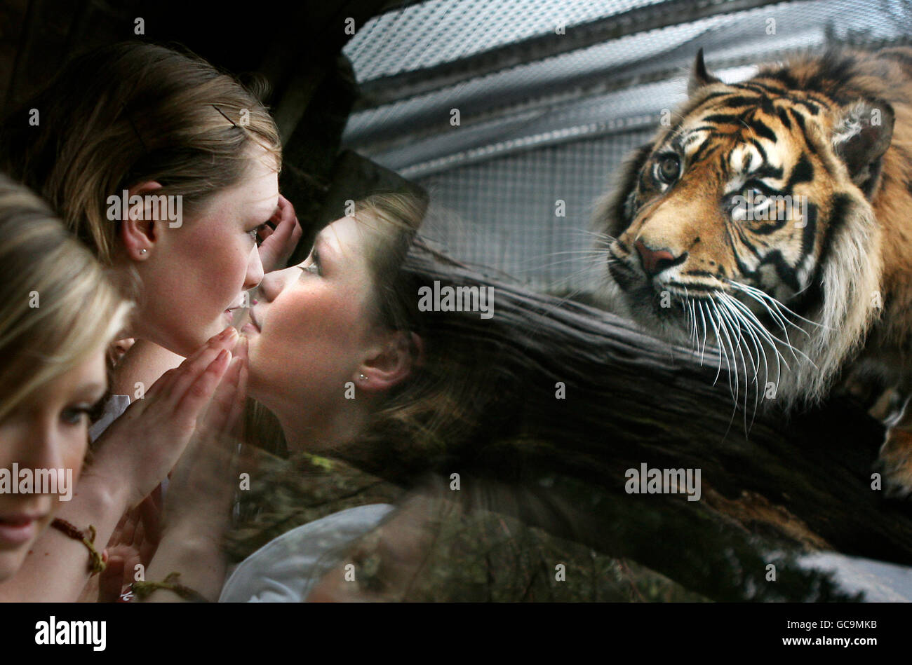 School children meet tigers Stock Photo