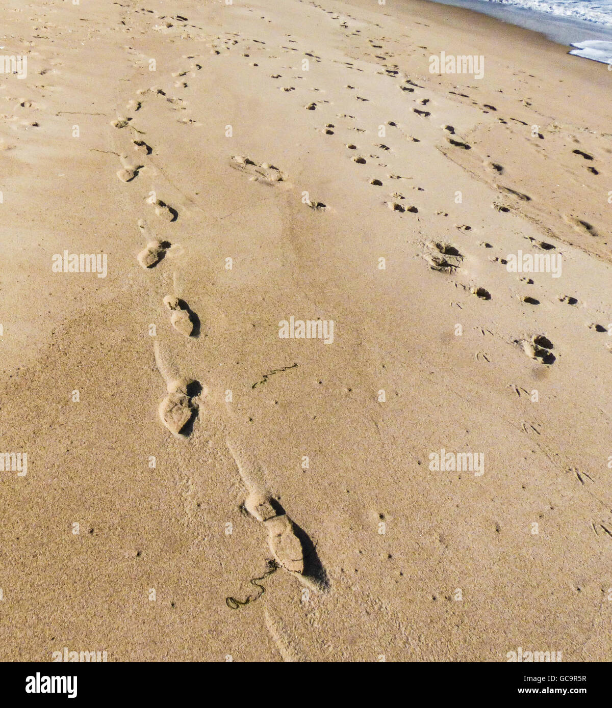 foot steps in sandy beach,Easthampton,New York Stock Photo - Alamy